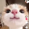 phinh_601