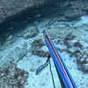 Spear fishing