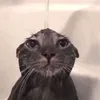 mfwlrdvsme