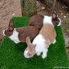 kembaren.rabbit