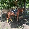 patrisio847