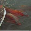 CentralArowana
