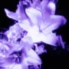 classifiedaquariu5