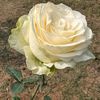 md.mijanur.rahoma853