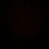 nopal_pall2