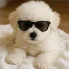 peppa.the.bichon