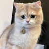 Cute cat5520