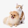 Beautiful Animals