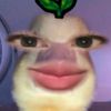 vovatarihoran
