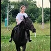 sofitikhorse