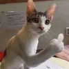 kocoste2