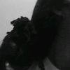 shiendyy2