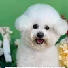 nguyendangthaison19