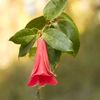 Copihuita