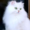 ramsha7506