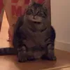 misterhandsom4