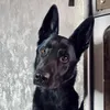 claygerman.shephe