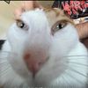 daryasjbcc3