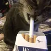 ilgyadqq