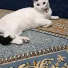 laila.salhi8