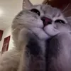 imobsessedwithmykitty