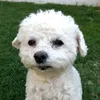 yanivip4