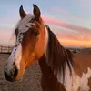horse.house01