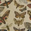 moth3718