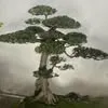 xuan.hai276