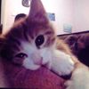 littegirl_s