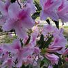 lilyflower67_