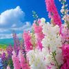 shahan77779