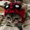 pineapple_cats88