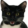 pickleandtuxie