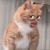 xxyykylaa