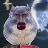 mamothduck0