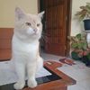 Mr. PW Kucing