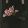 digital_poetesse