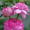 hridoy.rakib61