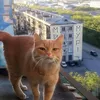 wwwwwapiko