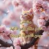 amira_2025.1