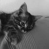 j3.illi