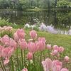 engenie_tulip