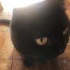 catgalabu0