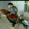 jaum5436