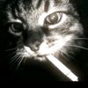 reza_fcksz.2