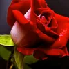 user54673611259606