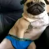 cringedude230