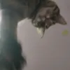 pipitr228