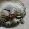 footfox17